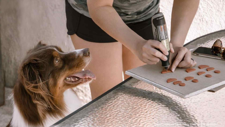 juegos para perros.jpg