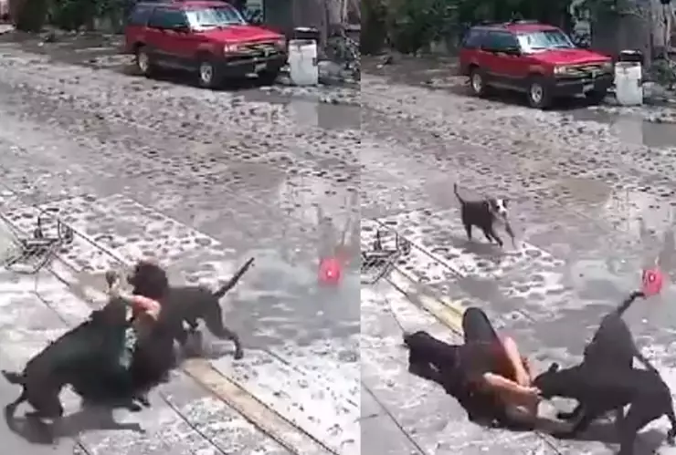 Jauría de perros ataca a abuelita que caminaba en calles de Querétaro