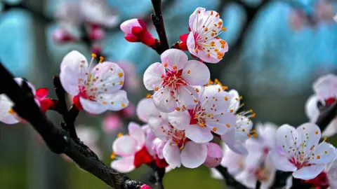 Rama de arbol con flores de cerezo color rosa