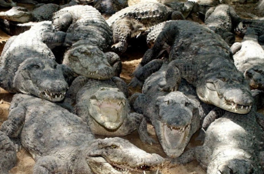 Fuga de cocodrilos en Sudáfrica