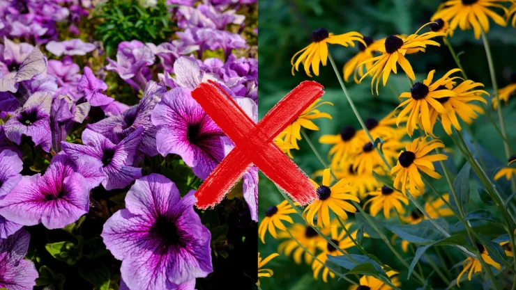Debbie Wolfe, experta en jardinería: “no compres estas plantas si no quieres arrepentirte de tenerlas en tu jardín”