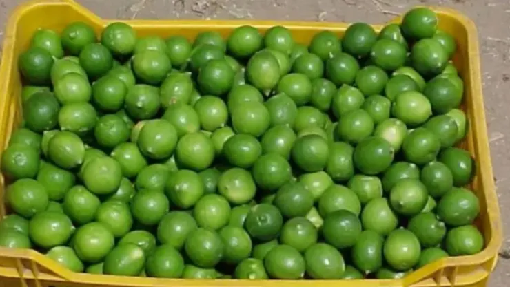 Después de que limoneros entraron en paro de labores, las implicaciones económicas serán inmediatas