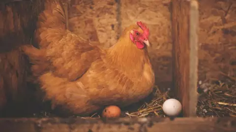 ¿Qué fue primero el huevo o la gallina? La ciencia por fin lo resolvió