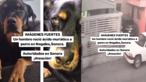 Captan a sujeto lanzando ácido al perro de su vecino