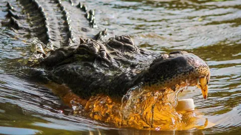 cocodrilo ingresa granja Sinaloa