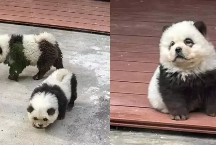 Perros ‘disfrazados’ de oso panda