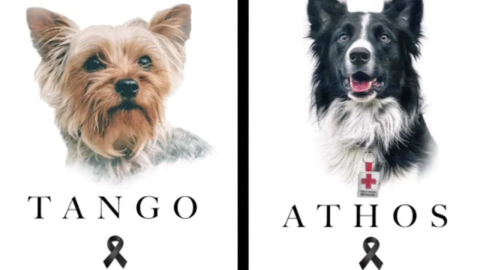 Primer juicio de maltrato animal en Querétaro por caso de Athos y Tango