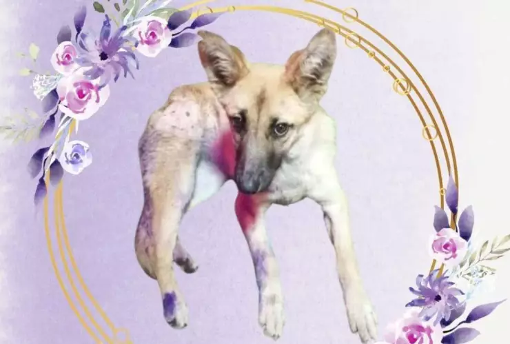 waffle perrita Milpa Alta justicia