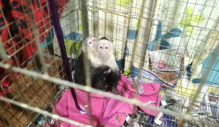 Rescatan a mil 500 aves y dos monos en Iztapalapa