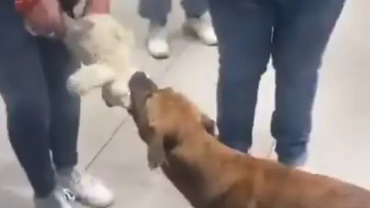 Video muestra cómo personas pagan el peluche que un perrito llevó consigo