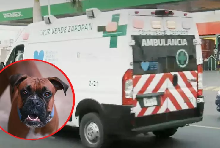 Perro boxer ataca a niño