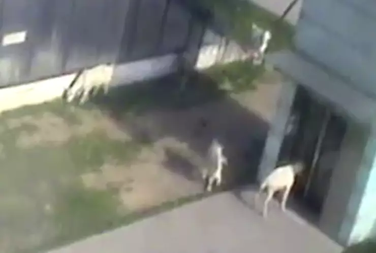 Cabra confunde su reflejo ataca ventana.png