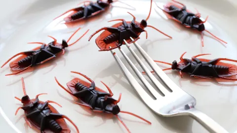 La forma correcta de mantener a las cucarachas alejadas de tu cocina, según expertos
