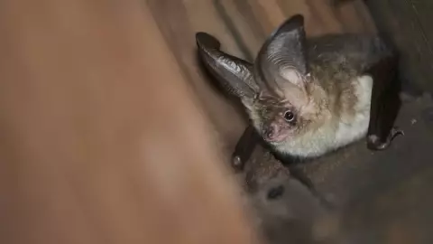 Muere niña de 8 años tras mordedura de murciélago en Oaxaca