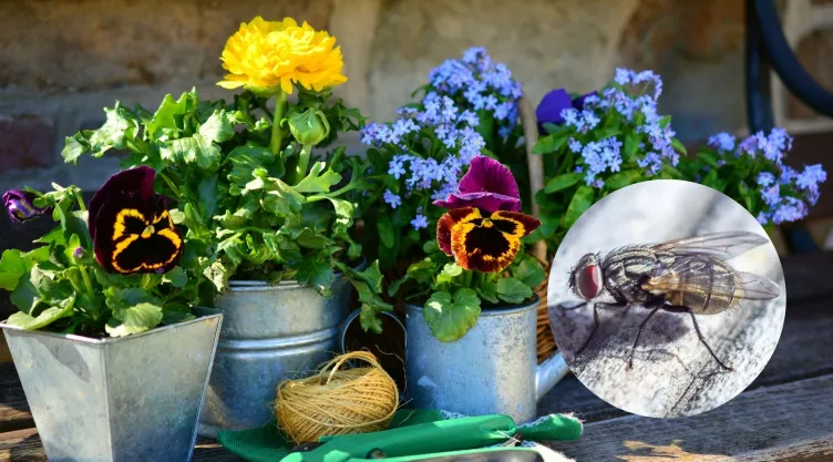 5 plantas para espantar las moscas y despedirte de ellas para siempre