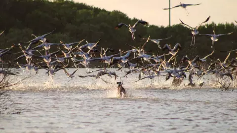 Reportan presencia de perros ferales en colonia de flamencos en Sisal, alertan riesgo