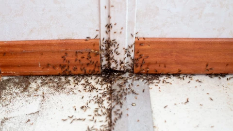 ¿Qué significa que aparezcan muchas hormigas en tu casa? El simbolismo