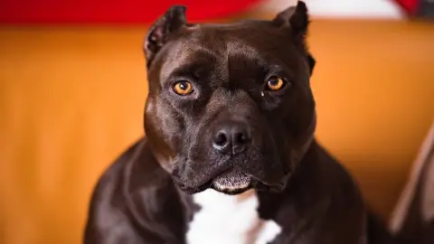 Perro pitbull
