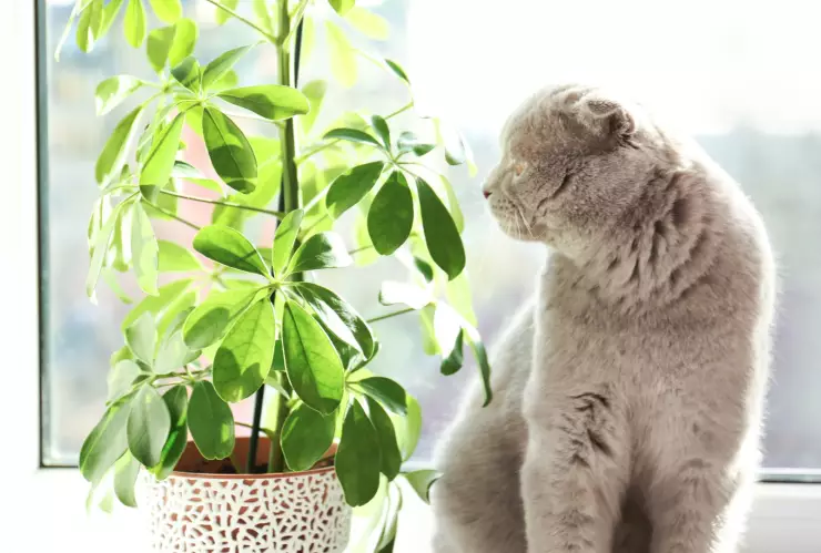 plantas gatos