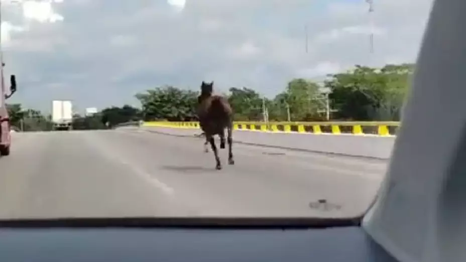 VIDEO_ Caballo es captado corriendo en un puente del periférico