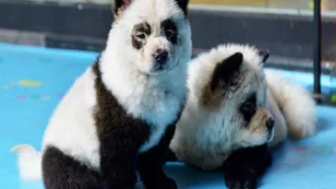  perros panda.jpg 