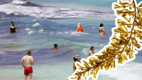 Sargazo Playa del Carmen_ Estas son las playas más limpias hoy.jpg