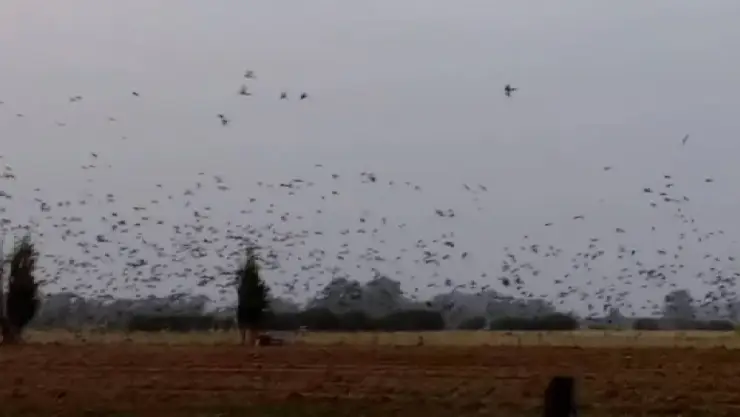 ¡Insólito! Pueblo en Argentina sufre invasión de loros; caso viral (1).jpg