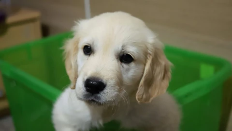 Un cachorro dentro de una tina