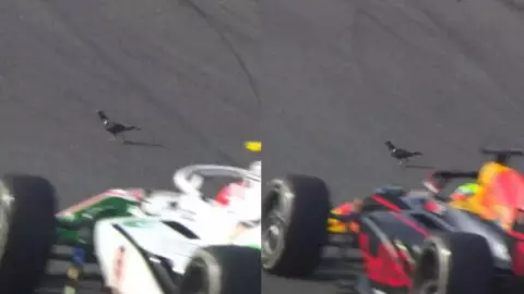 VIDEO Paloma reta a pilotos en el GP de Países Bajos