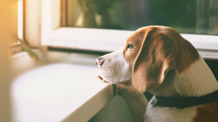 Hasta 13 mil pesos podrían pagar las personas que tatúen o perforen a su mascota