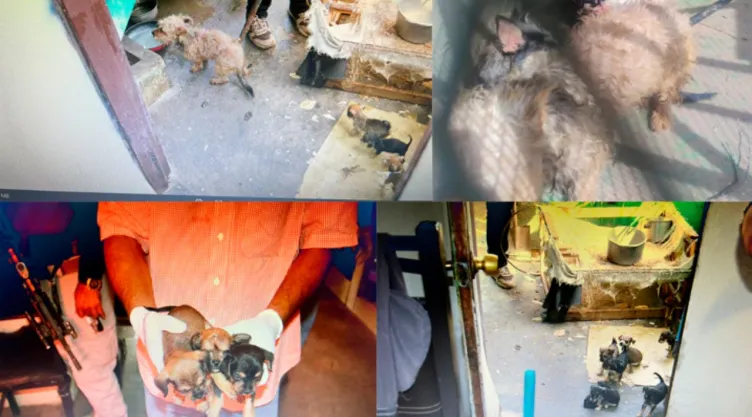 Rescatan a 22 perritos en Cajeme durante cateo por presunto maltrato animal