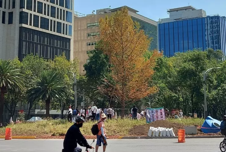 Ahuehuete de Reforma “sigue vivo”, pero tarda en adaptarse