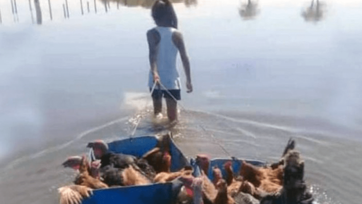 Niña arma balsa para rescatar de las inundaciones a sus gallinas y pavos