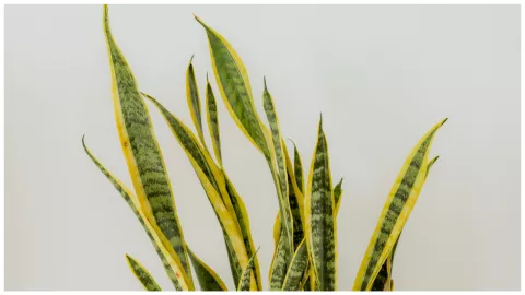 planta de interior lengua de suegra