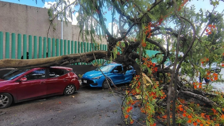 Árbol cae y destroza autos en la T1 de Mérida: FOTOS y VIDEO