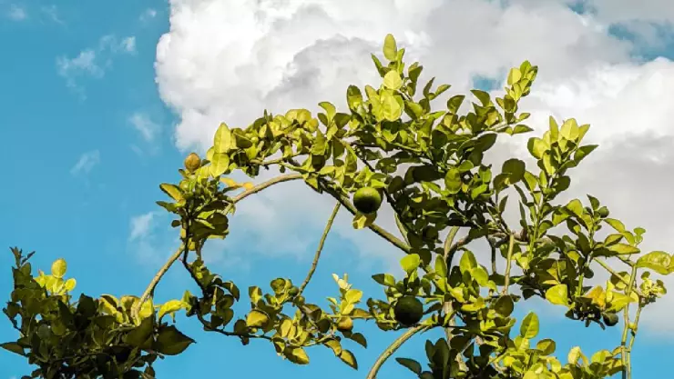 Calidad del aire en Guanajuato