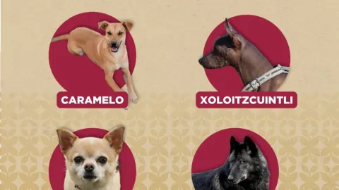 Razas de perros mexicanas