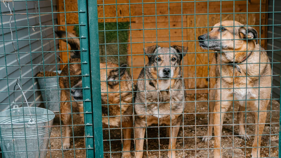 Perros peligrosos.png