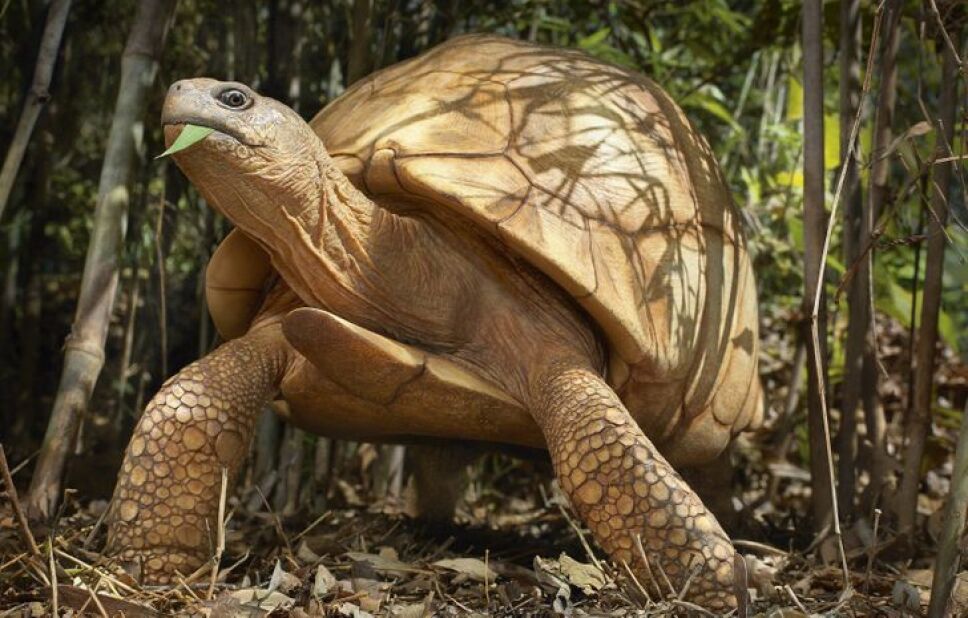 Tortuga angonoka