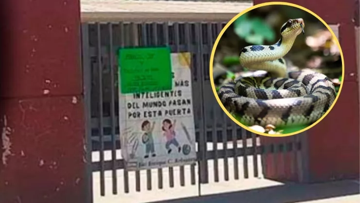 Menor mordida por serpiente