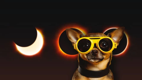 ECLIPSE Y MASCOTAS