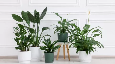 Estas plantas no necesitan los rayos del sol y son de fácil cuidado