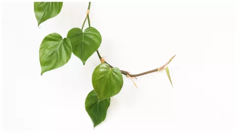 planta de interior poto