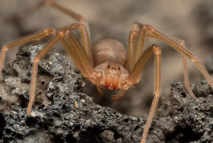 El paso a paso para hacer el mejor repelente contra la araña violinista en tu casa