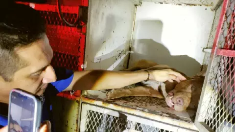 Ataques de perros en León