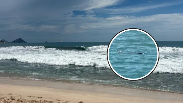 Cocodrilo en Mazatlán.jpg