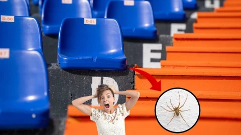 Esta araña podría aparecer debajo de tu butaca