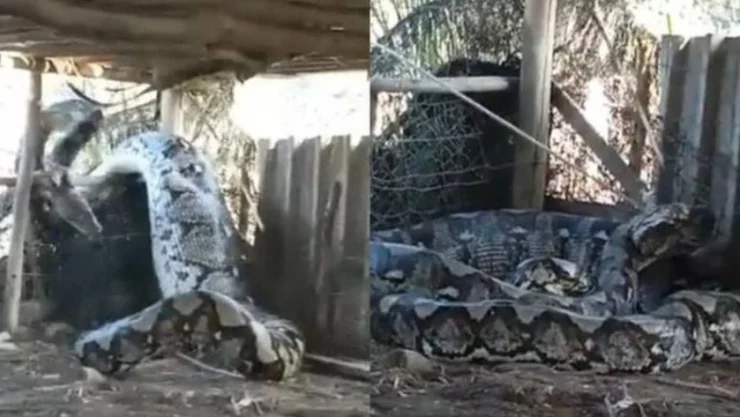 Serpiente gigante en la India (VIDEO)