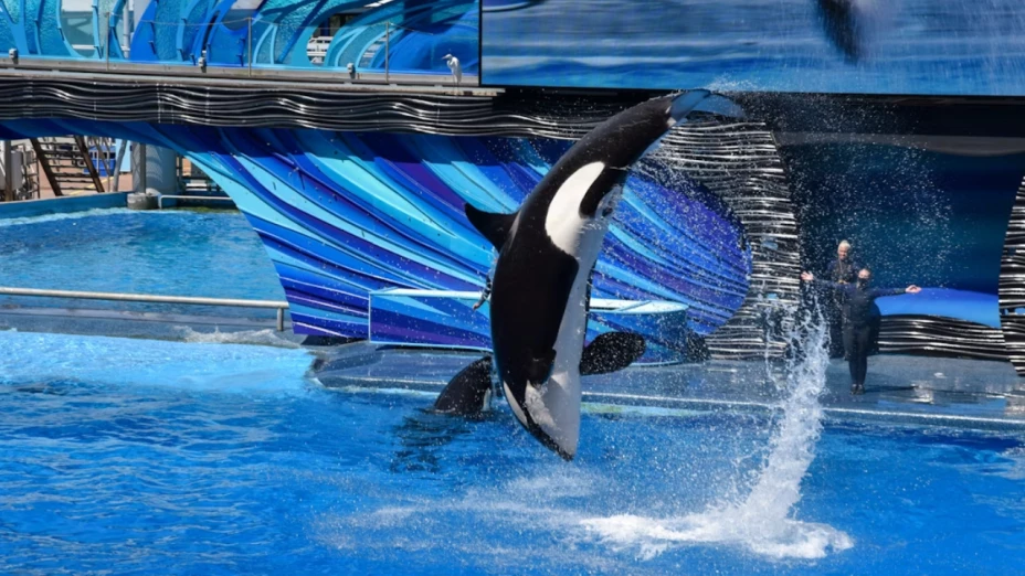 La verdad detrás del video de la “muerte” de la entrenadora a causa de una orca