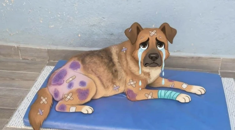 desinformacion-frena-apoyo-para-cirugia-lobito-perro-maltratado-en-naucalpan